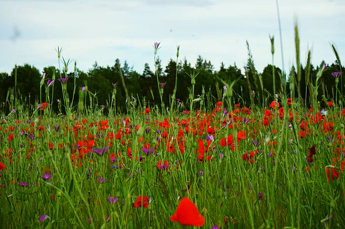Poppies in a grain field