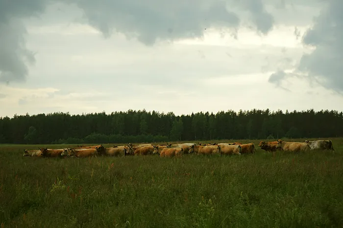 Galvijų banda prieš lietų