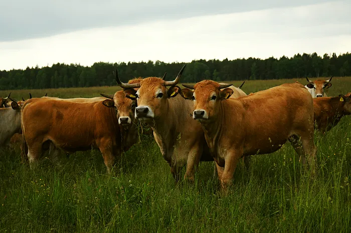 Galvijų banda ganykloje