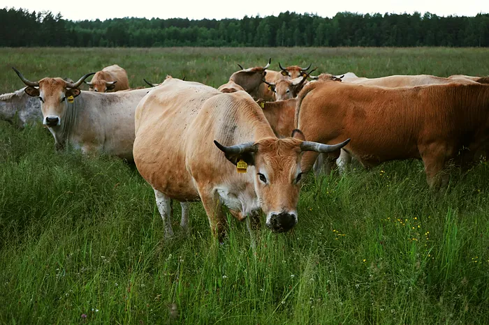 Karvė ganykloje